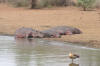 Eine kleine Hippo Familie