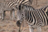 Ein paar Zebras die uns zum Abschied winken
