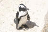 Ein afrikanischer Pinguin in Simonstown
